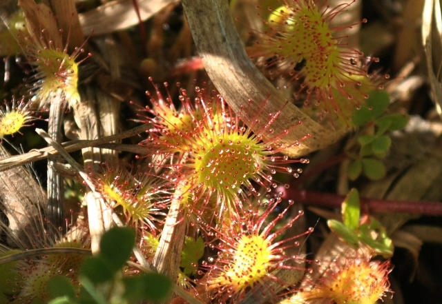 Drosera ....